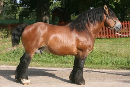 Belgian Ardennes Horse For Sale UK